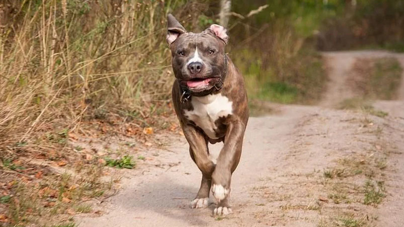 ElDoce's tweet photo. Un pitbull le arrancó el brazo a un ladrón y piden sacrificarlo >> https://t.co/sOGdjRBZBt https://t.co/EAak3lXn62