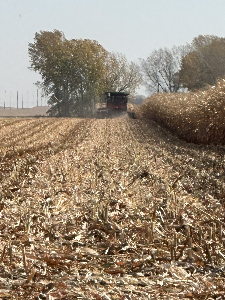 TaylorJaym's tweet photo. Trivium, trilogy, trio, triple, trifecta 
3 for 3 on plots @LGSeeds 59C72 earns the title “The Beast”
@JeffBullerman https://t.co/lFWV0ltw5C