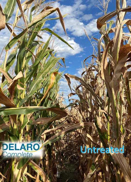 Our tar spot inoculated trials not only help us to better characterize product tolerances, but can also help showcase how important fungicides are. Here are pictures of a moderately tolerant product with and without Delaro Complete. #bayer4IL <a href="/Bayer4CropsUS/">Bayer U.S. 🇺🇸 | Crop Science</a> <a href="/BayerCropProIL/">Bayer Crop Protection Illinois</a>