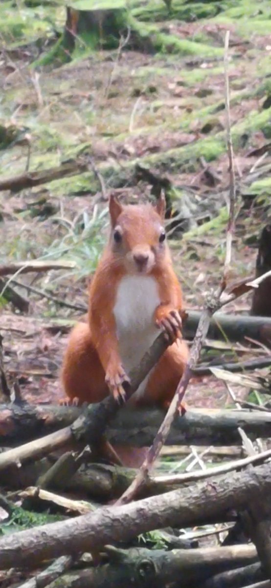 youweebeauty's tweet photo. Have managed to find some red squirrels for this week's Great Scottish Squirrel Survey.
https://t.co/I5PdioMR12
#RedSquirrelWeek
#RedSquirrelAwarenessWeek
#GreatScottishSquirrelSurvey
#redsquirrel
#wildlife
#squirrel
@ScotSquirrels
@ScotWildlife
@nature_scot https://t.co/kcjmzI0eof