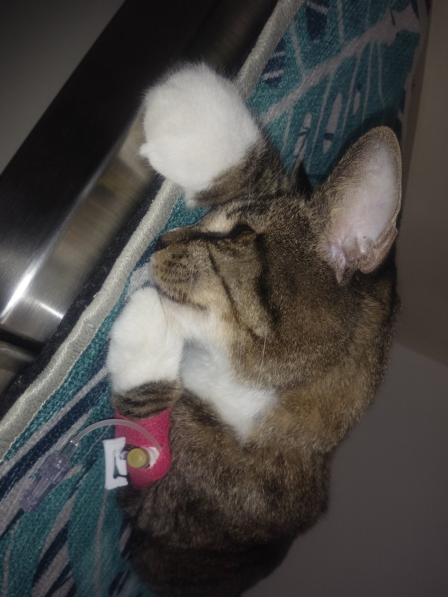 Tara The princess tweet media