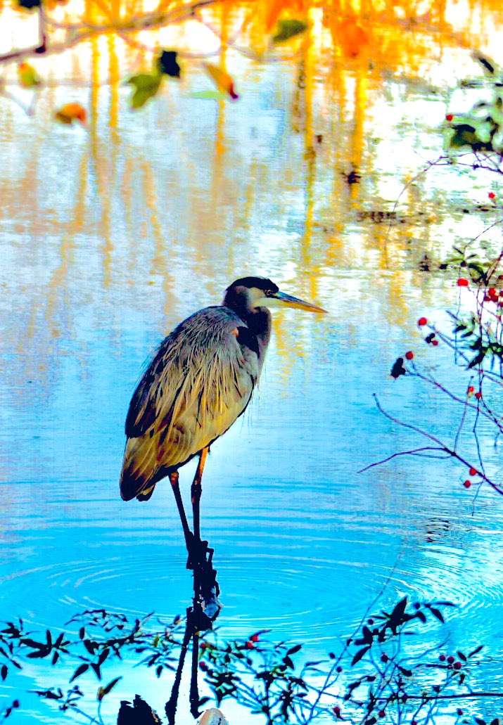 walknonsunshyn's tweet photo. #Heron #stumpylake #blueheron #NaturePhotography #TwitterNatureCommunity ๐๐๐๐๐๐๐ https://t.co/hJuuuIvzlB