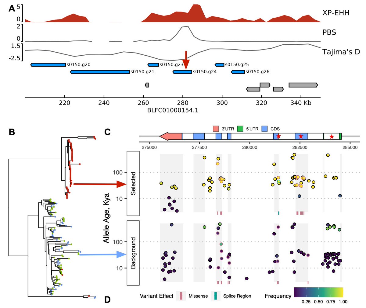 Our paper on the popgen of Kimberley corals is out today in @MolBioEvol. Deep WGS and amazing tools from human genomics let us track their evolution since the last ice-age and identify genes for survival in a tough inshore environment. doi.org/10.1093/molbev…