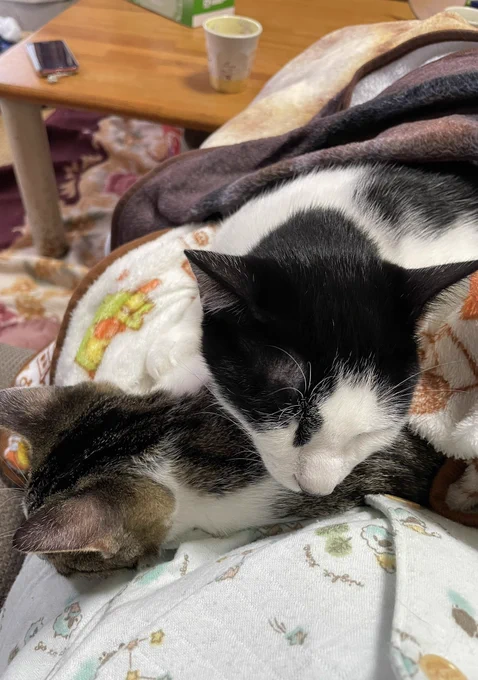 絶対にざらめを枕にするチョコ#猫のいる暮らし  #猫 #お猫さま 