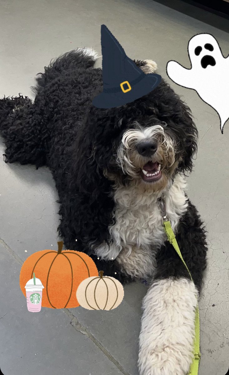 LaceyPolice's tweet photo. Itโs #TripTipTuesday and #Halloween is coming! ๐Plan ahead for a safe #TrickOrTreat! Pick a well lit area, go in groups, & make sure kiddos can be seen. For a Halloween #CommunityEvent, see us at Costume With A Cop at Starbucks with @OlyPD on 10/28! #TripsTips #FallFun #LaceyPD https://t.co/CHduzIVAJj