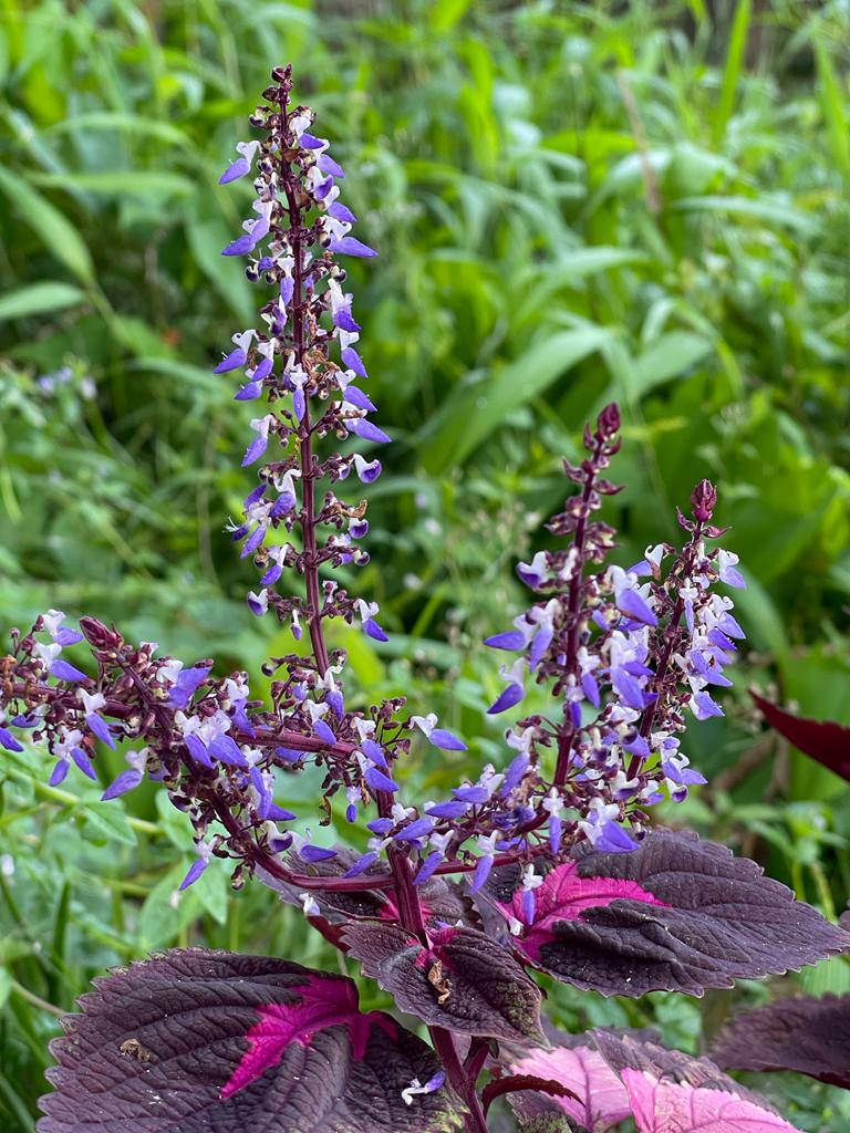 PlantAndTrees's tweet photo. Coleus.
Scientific name: Coleus scutellarioides.
It is a species of flowering ornamental plants in the mint family of Lamiaceae. It's another common name is Painted nettle.
#Coleus #ColeusScutellarioides #Lamiaceae #PaintedNettle #MurukkiThuppi https://t.co/TPxvldIHIv