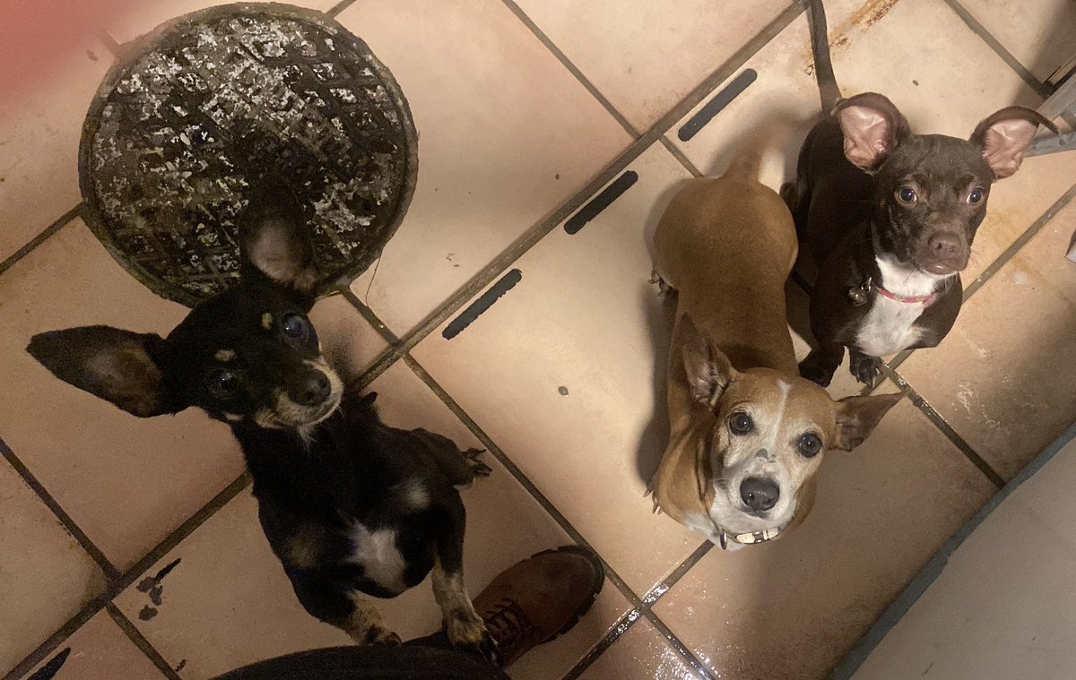 pattymendozac's tweet photo. Esperando que mamá sirva la cena 🖤💛🤎 https://t.co/dtCSOT0OEF
