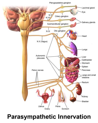 netdatabiz's tweet photo. Our alien self 
Instinct listening by scaler wave sound
How brain maintains a constant conference call to 3 trillion cells from conception till death https://t.co/8bQzEPa5A4