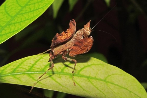 Insect of the day on Twitter: