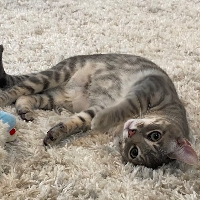 Ralph’s face when we told him that he wasn’t going to be adopted with his brother Potsie. kidding. Ralph and Potsie are still a package deal! They are 8-month-old kittens who love pouncing around the house and are looking for a forever home where they can have more Happy Days!