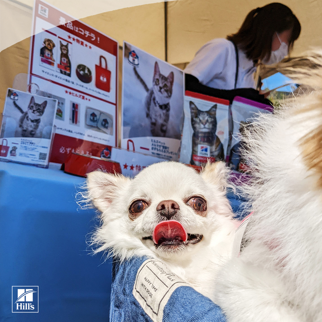 HillsPetJapan's tweet photo. 京都動物愛護フェスティバル2022でヒルズブースにお越しいただきありがとうございます！ご協力いただいた募金は全て京都動物愛護センターで保護犬・猫のためにご使用いただきます。より多くの動物たちが、健康で幸せに暮らせますように。
#ヒルズペット #京都動物愛護フェスティバル https://t.co/2plZ2RiRS0