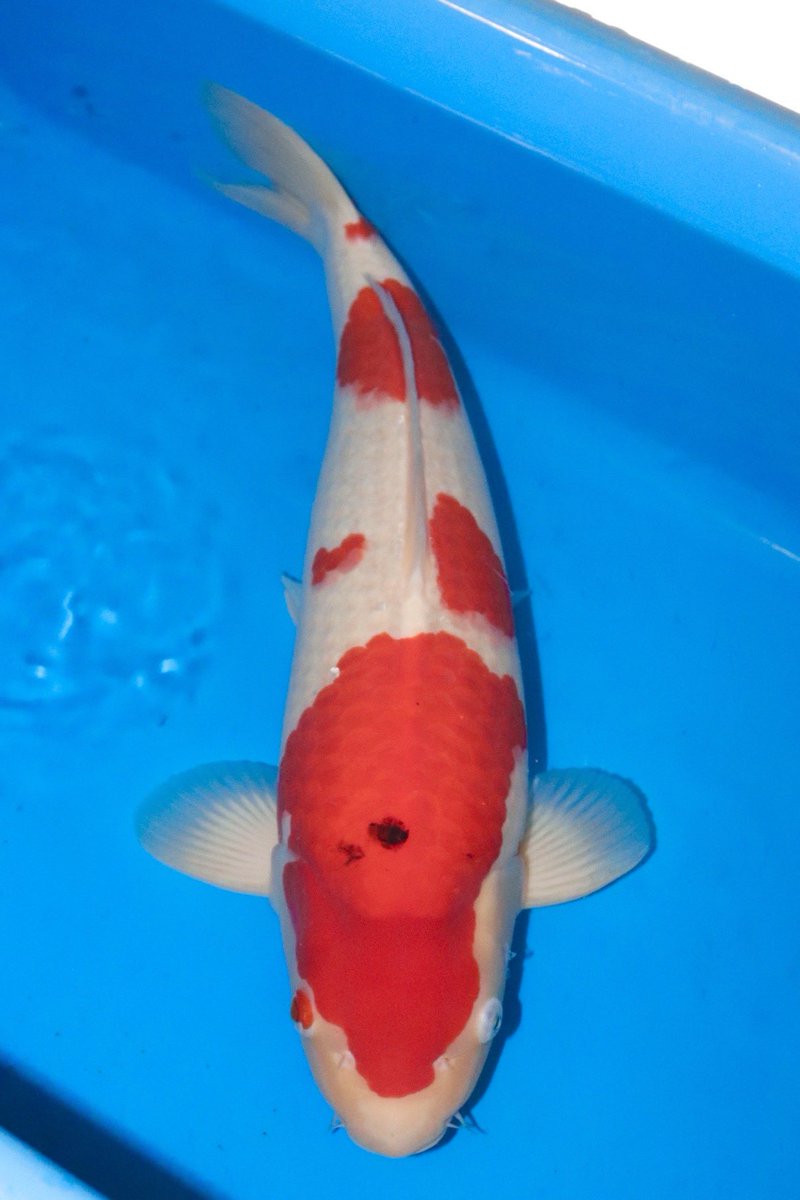 野池あがりの立て鯉シリーズ！
本日よりヤフオクにて良い鯉出していきます✨