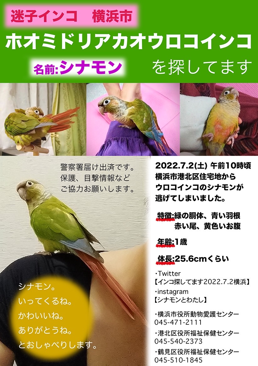 ウロコインコ Twitter Search Twitter
