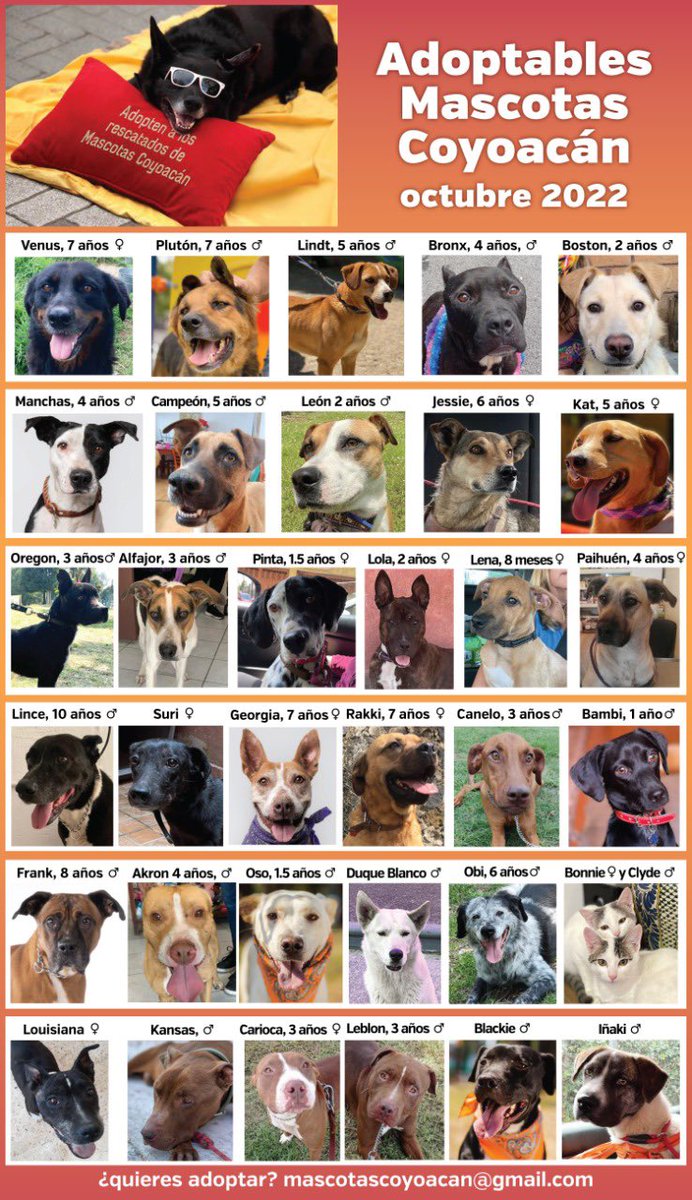 POR FAVOR, AYÚDENNOS A DIFUNDIR A NUESTTOS ADOPTABLES 🙏🏻.

Como todos los rescatistas, estamos saturados y mucho más allá de nuestras posibilidades.

Con su ayuda en difusión podremos conseguir hogares y cerrar círculos felices.

¡Gracias!