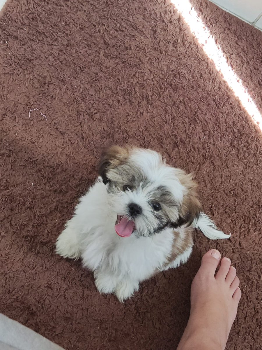 Novo membro da família Nunes