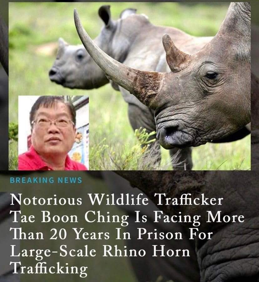 TrophyXpose's tweet photo. Teo, known by the nicknames “Dato Sri” controls a worldwide wildlife trading network sending endangered wildlife products from Africa to Vietnam &amp; China. The last big wildlife trafficker prosecuted in the US got less than 2 yrs.🤞🏼”Dato Sri” gets the max. 

https://t.co/ZtC9TbfI49 https://t.co/Ah2hXhRdXw