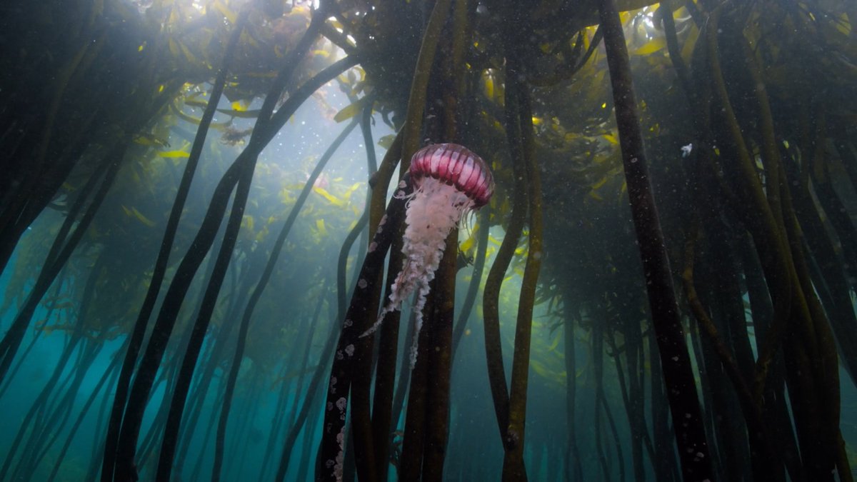 "I’m a biologist; I want to go where life exists. There might be life elsewhere in the universe, but we know for sure that there’s life in the ocean." <a href="/SylviaEarle/">Sylvia A. Earle</a>

Photo by Oleksandr Sushko