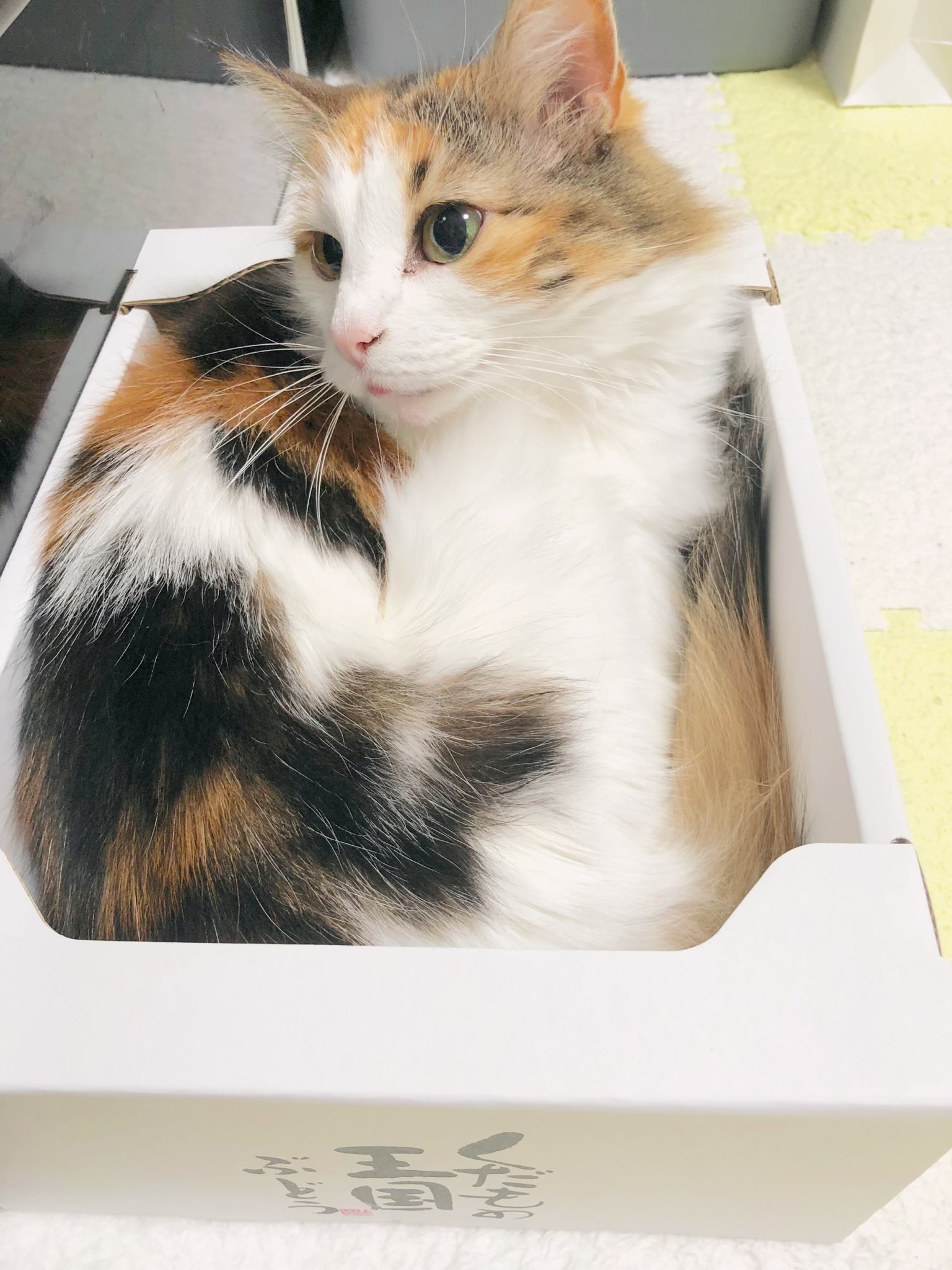 うちのみけねこ Uchimike0523 Twitter