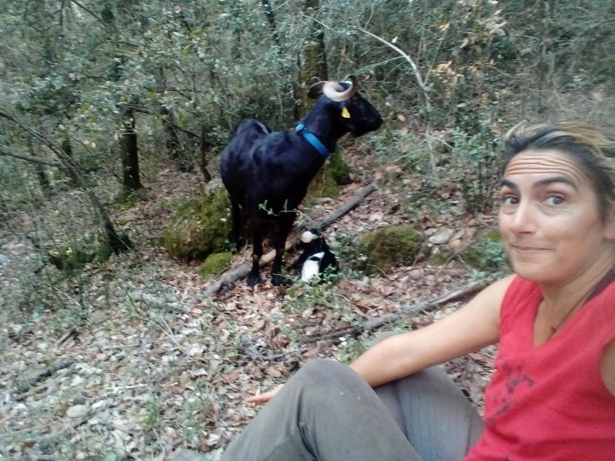 cabrawoman's tweet photo. Paridera de les cabres en marxa!! https://t.co/8AKfFxbRGF