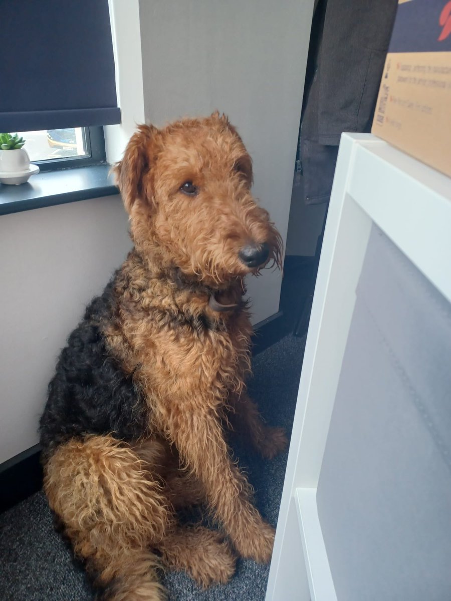 This beautiful girl was found in the park opposite our Whitchurch store on Penlline Road, Cardiff. No tag, but will pop to vets to see if she is is tagged. Please share 🙏🏻