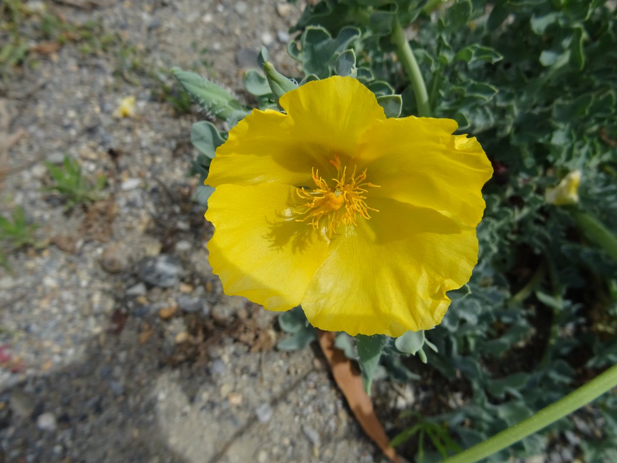 AMAPOLA DE PLAYA (Glaucium flavum)
 #Flora , #florasilvestre , #glauciumflavum