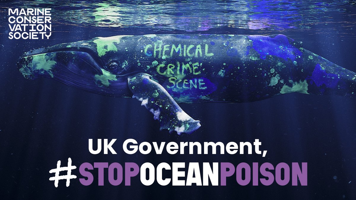 We must #StopOceanPoison now by banning #PFAS from all non-essential uses and for @GOVUK to publish their Chemicals Strategy that prioritises the protection of the environment.🦭🐋 You can help by signing our petition and writing to your MP here:mcsuk.org/what-you-can-d…