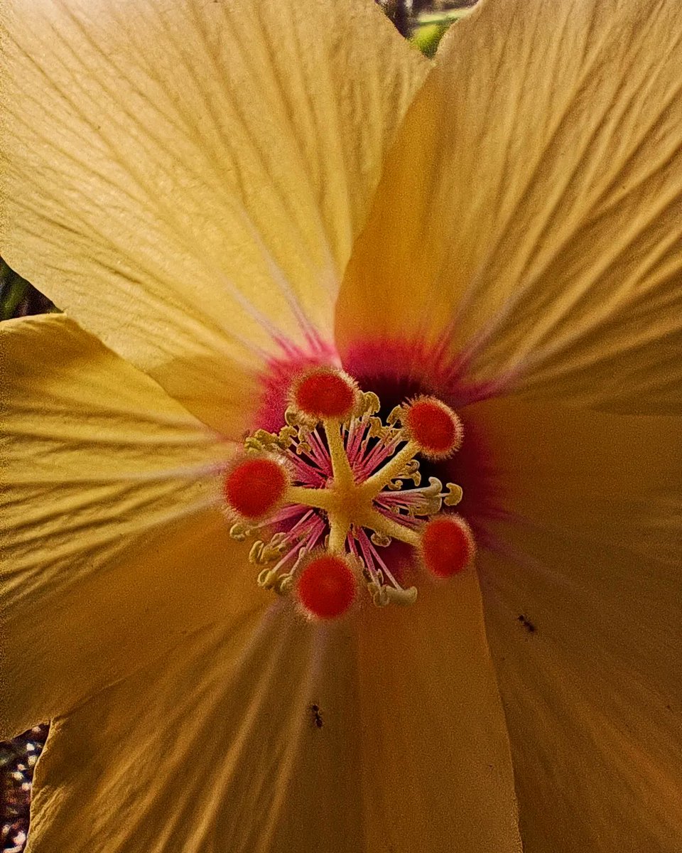 #Canary #flor #flores #flowers #naturaleza #nature #photography