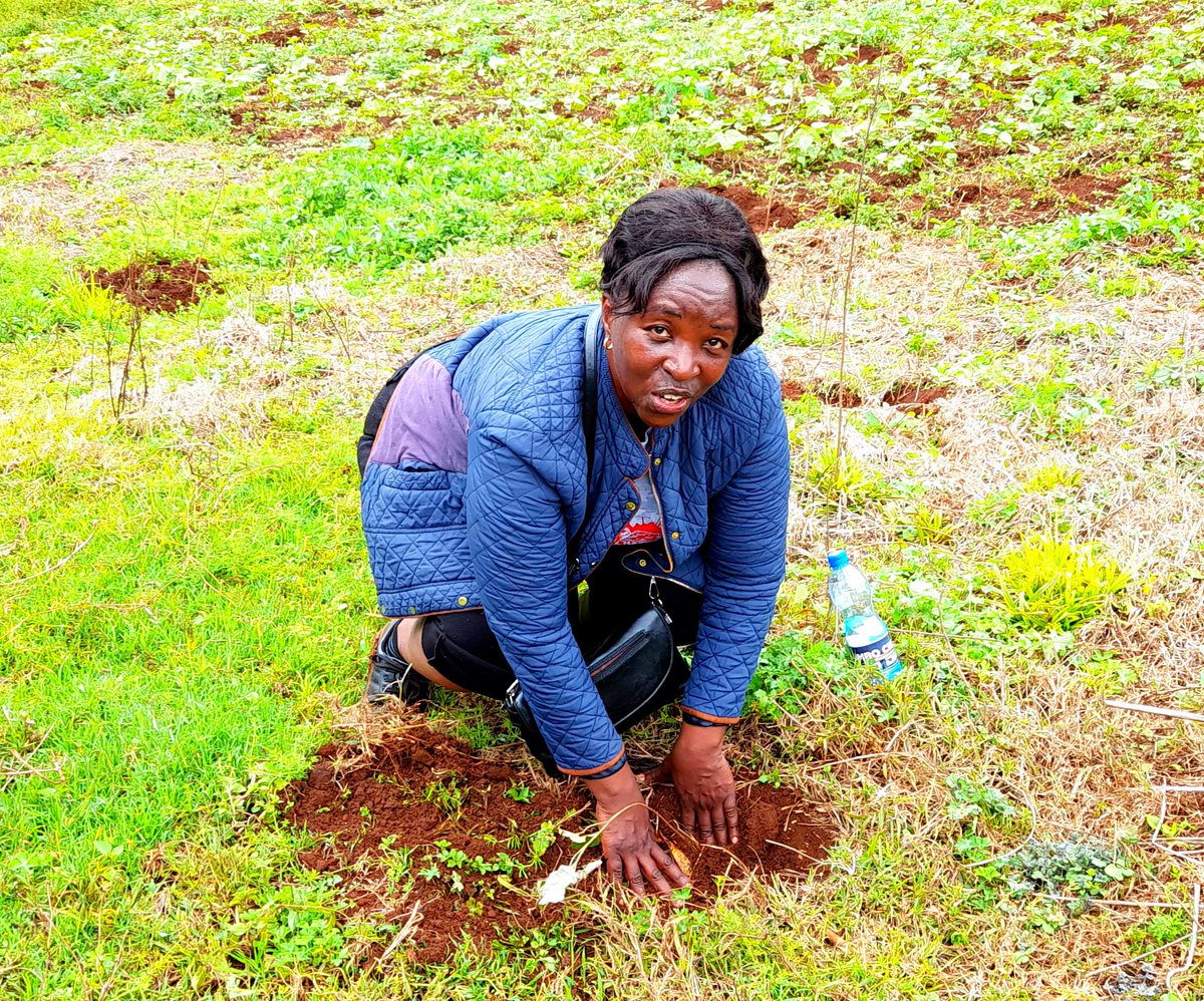The <a href="/JumbochargeKe/">Jumbo charge</a> 2022 Eco Drive event was a big success with over 10 000 seedlings planted in @Transnzoia and Bungoma Counting in an effort to recover the degraded Mt Elgon Frorest  #1milliontreesinitiative . Its also a great opportunity to promote local tourism.
#ecotourism