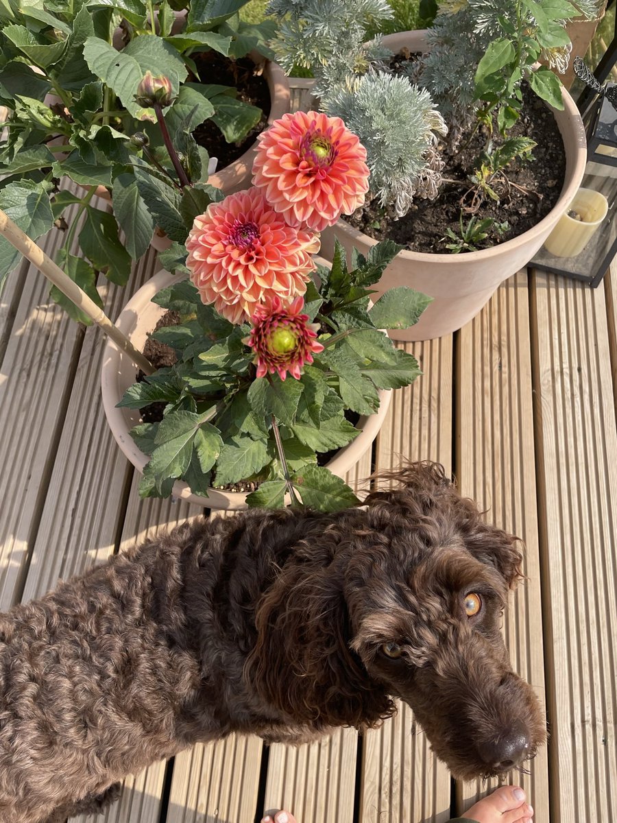 Priscila Renwick tweet media