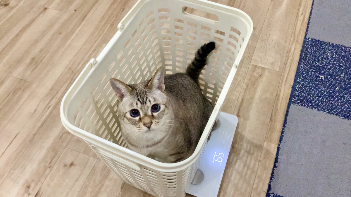 猫の体重の測り方🐈

youtu.be/kSG8lHovYmU