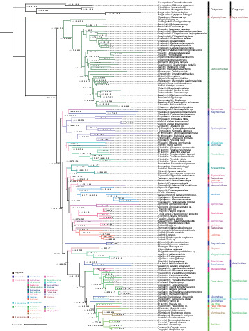 Systematic_Ent's tweet photo. #Phylogeny of #Membracoidea (#Hemiptera: #Auchenorrhyncha) based on #transcriptome #data
https://t.co/ZvjbXFQAuy
#Insecta #Cicadomorpha #leafhoppers #treehoppers #phylogenomics #entomology #systematic #research #science https://t.co/ZnLPq7eUCw