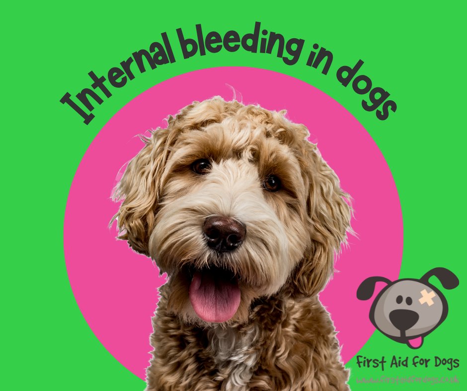 🐕Internal bleeding is a form of potentially life-threatening blood loss, where blood pools in the abdominal or chest cavity.🩸
🌟Here's how to recognise if it's happening to your dog: 
ow.ly/lFyv50DQ7fw

#FirstAidForDogs #CanineFirstAid #PetFirstAid #Brighton #Worthing
