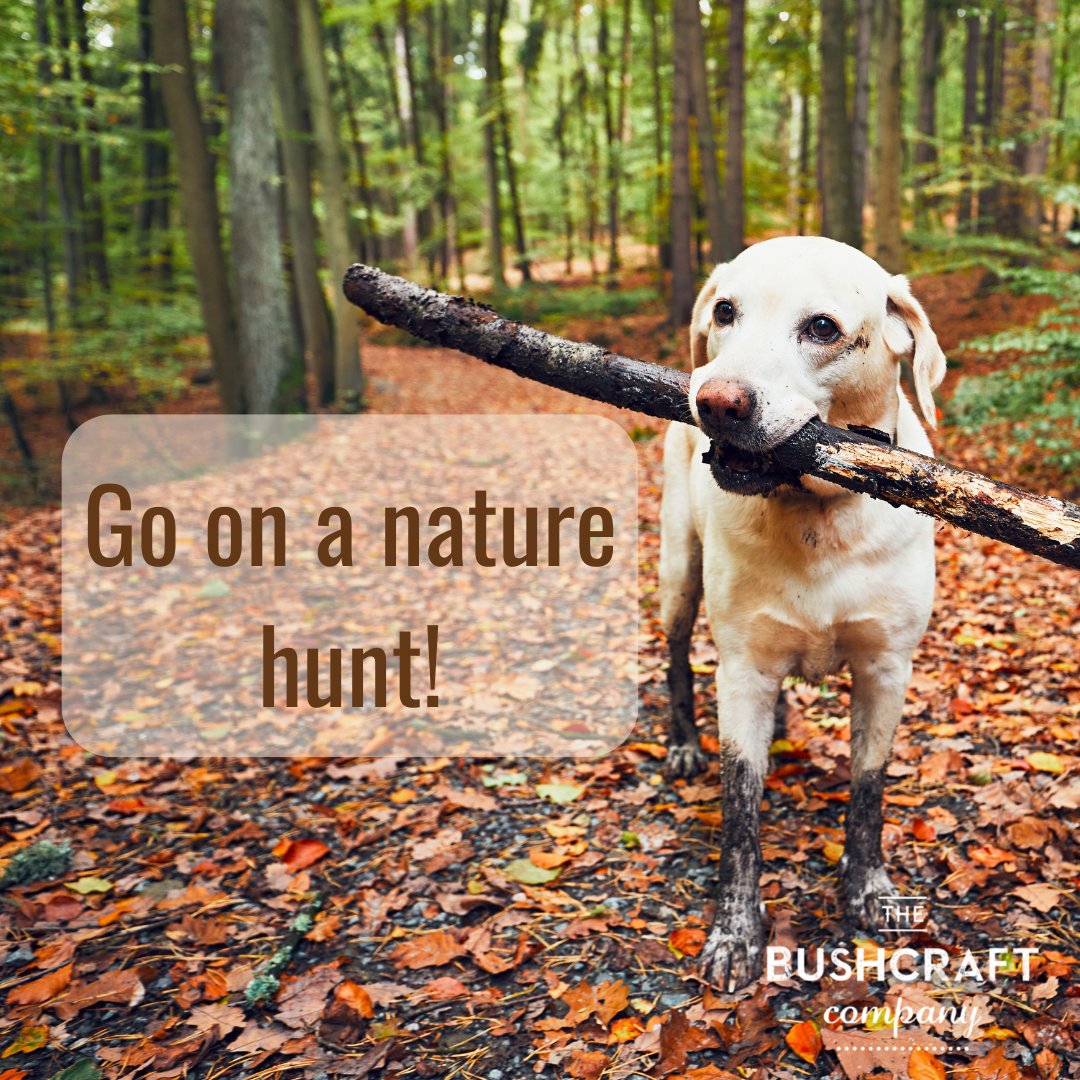Fancy a nature hunt? Its a great way to get the kids excited to explore the great outdoors and you can even get the dog involved From pinecones to birds. Make a list of items and see who can spot the most next time you are out! #Thebushcraftcompany #Outdooreducation #Naturewalk