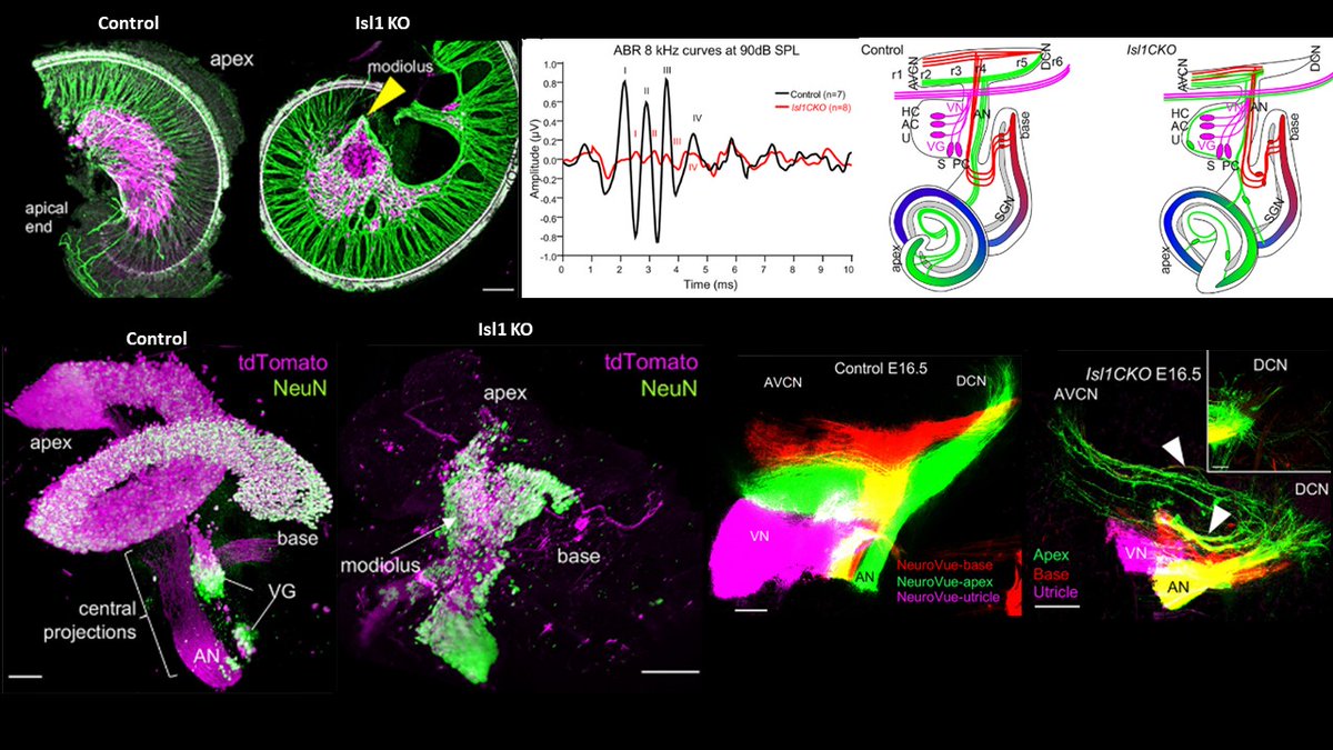 HearingShef's tweet image. Today&apos;s paper spotlight comes from Iva Filova and was published just last month. This paper shows, with some beautiful images (my summary doesn&apos;t do it justice), how Isl1 is important for the proper guidance of the spiral ganglion neuronal projections!
pnas.org/doi/full/10.10…