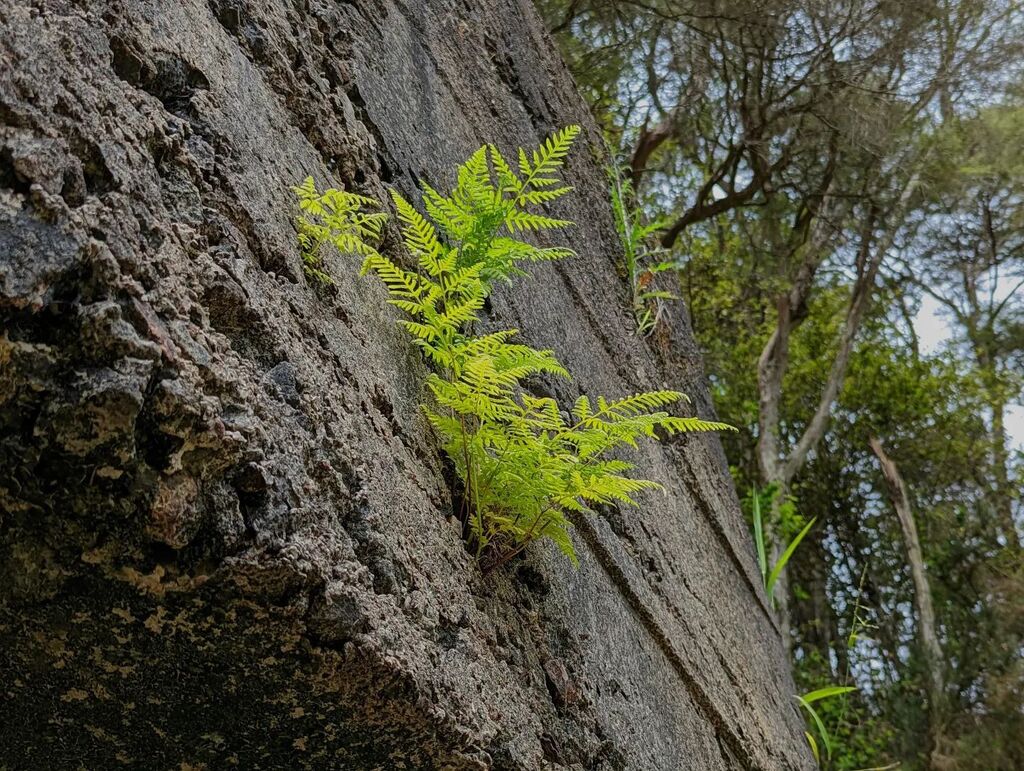 If you've got strong roots, you can grow anywhere. instagr.am/p/Cjm2SwkP6xB/