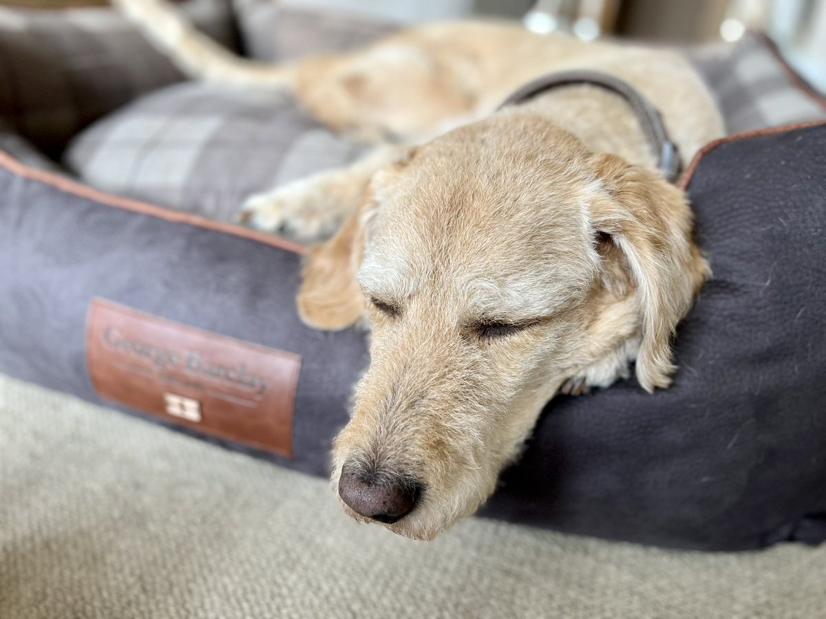 When you get a new bed for your birthday and it’s that good, you fall asleep in 30 seconds! 

Happy 10th birthday Baileydog! 🎉

#Labradoodle #HappyBirthday