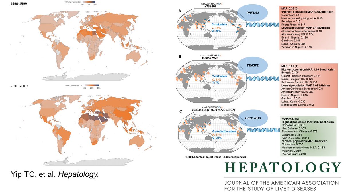 The global burden of NAFLD continues to rise: doi.org/10.1002/hep.32… What are the geographical differences? What is the role of genetics? @CUHKGI @CUHKMedicine @TerryYip12 @EduardoVilarGo1 @wonglaihung @SSookoian #NAFLD