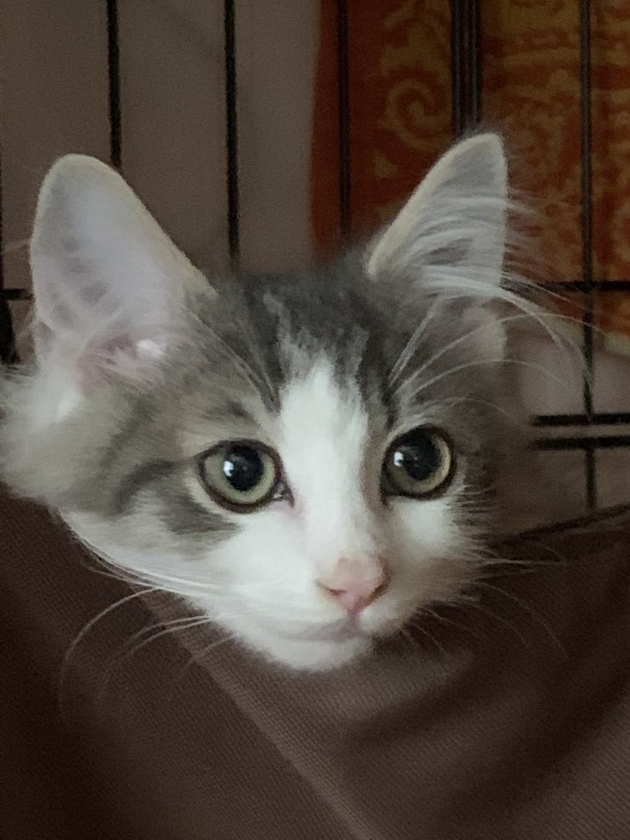 debelon's tweet photo. 子猫って、めっちゃ動き回るのね  
11年振りの子猫の動きに着いて行けない
写真が撮れない🤣 https://t.co/zexRnfjGPy