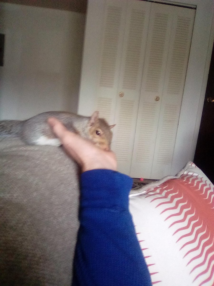 lilgary128's tweet photo. @buitengebieden They make great pets https://t.co/NOC2FG8mEQ