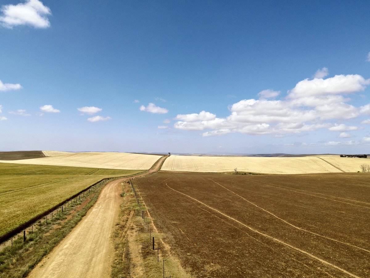 RoryBlok's tweet photo. Golden fields of barley 👌🍻 https://t.co/HhGx8CMeaL