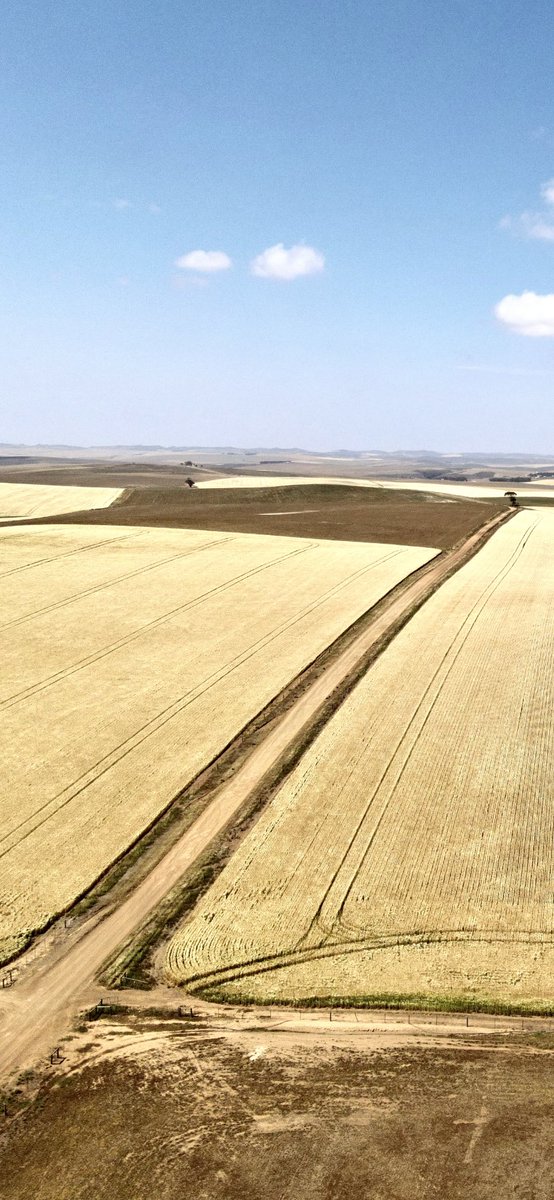 RoryBlok's tweet photo. Golden fields of barley 👌🍻 https://t.co/HhGx8CMeaL