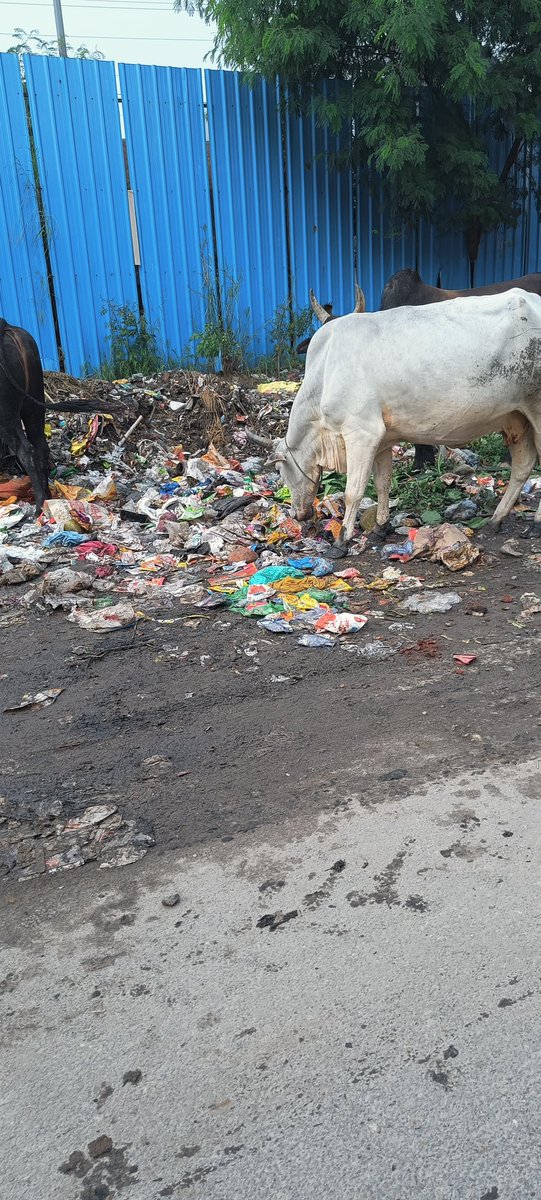 DamanPr00807673's tweet photo. Upcoming dump-yard just opposite Golf Avenue 2, Sector 75. This Diwali diseases will be gifted to all the residents of this sector.

@CeoNoida @TOINoida @noida_authority https://t.co/eQnaO4Hhgu