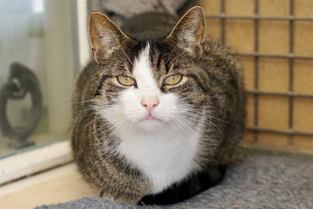 Dierenopvangtehuis De Bommelerwaard tweet media