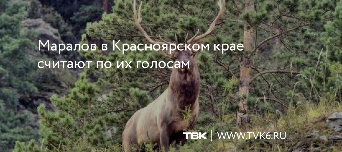 Маралов в Красноярском крае считают по их голосам dlvr.it/SZwmxv