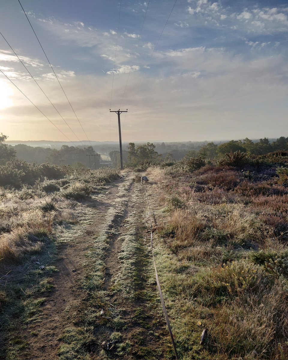 Mabel and Martha early morning walk at Broxhead Common, Bordon