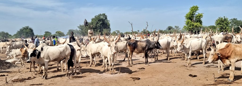 Ademola Olajide tweet media