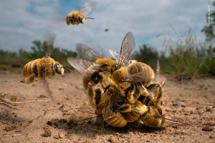 BiIndia's tweet photo. The best wildlife photos of 2022 include a ball of bees, a snake eating a bat, and polar bears raiding an abandoned town

#wildlifephotography 

https://t.co/5MedFGY30a https://t.co/DMv7O6giWT