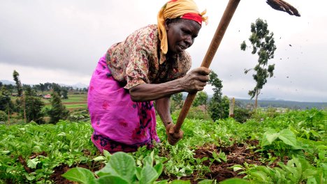 impact_afrika's tweet photo. Successful farmers always search for knowledge and tips on how to increase output and profits. 

They are ready to spend money to get up-to-date information by buying books, videos. Get in touch consult our experts. @FAOKenya @WFP_Kenya @USAIDKenya https://t.co/gimd0bnaUp