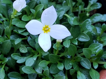 雛草 Twitter Sogning Twitter