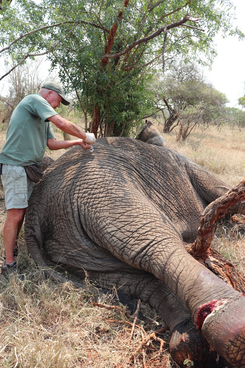 AfricanVets's tweet photo. African Wildlife Vets assisted Ezemvelo KZN Wildlife in the uMkhuze section of the iSimangaliso Wetland Park with the removal of a snare from an elephant this past weekend. 
#AfricanWildlifeVets #wildlife #conservation #snareremoval #emergency
Read more: https://t.co/ut7uPICOSX https://t.co/cRxTleycKW